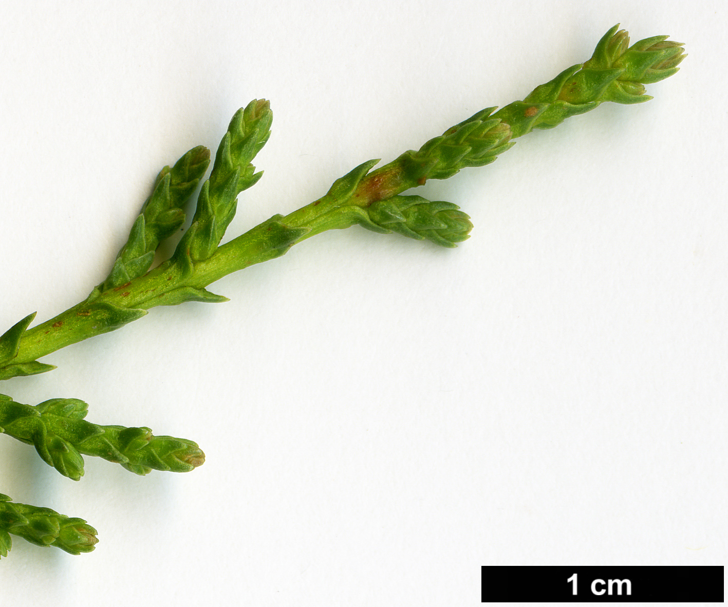 High resolution image: Family: Cupressaceae - Genus: Cupressus - Taxon: sargentii